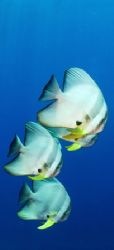 'Batfish' from Walindi (PNG). Taken with Olympus E-20 in ... by Istvan Juhasz 